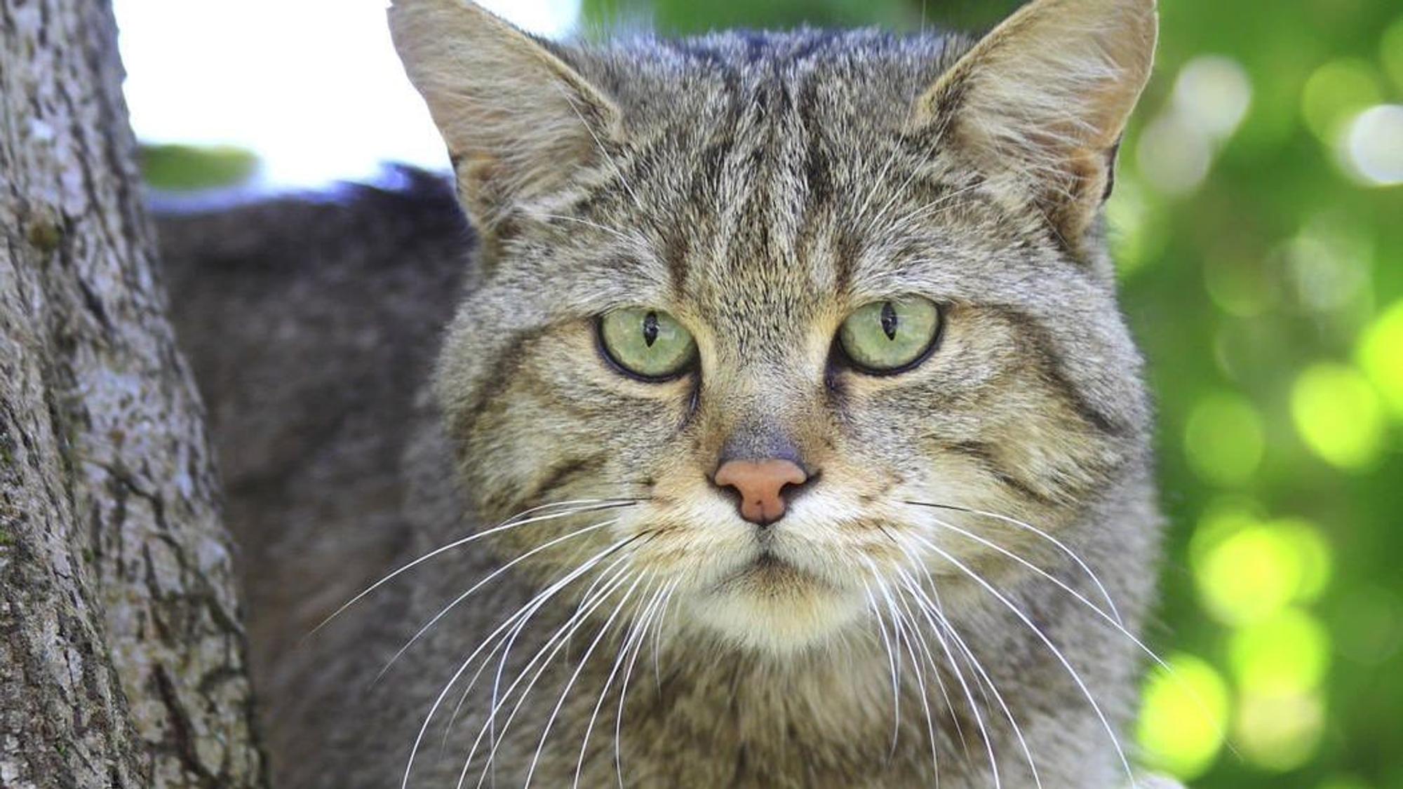 Nahaufnahme einer Europäischen Wildkatze.