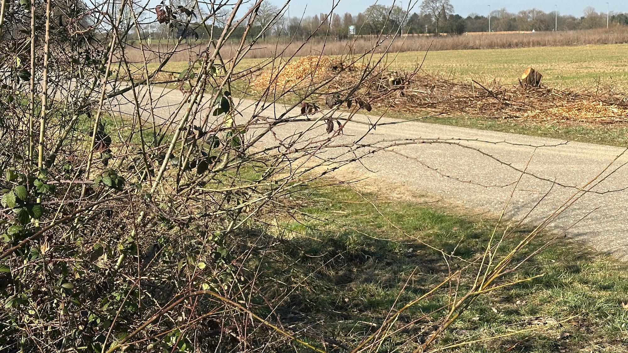 Der Butterberg ist auch ein Lebensraum, vorn eine Hecke, hinten eine gestutzte Hecke