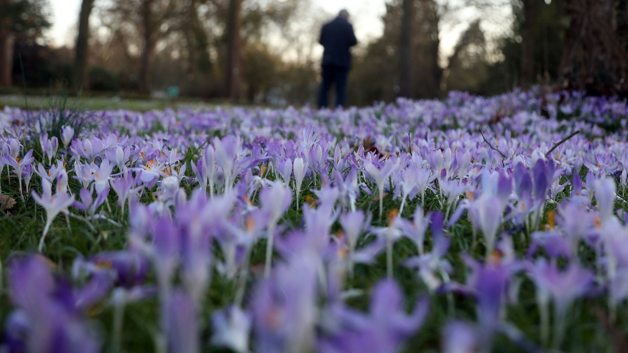 07.03.2025, Köln: Blumen in der Flora Foto: Arton Krasniqi