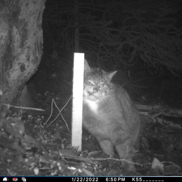 Die nächtliche Aufnahme einer Wildkamera zeigt eine Wildkatze, die sich an einem Stock reibt.