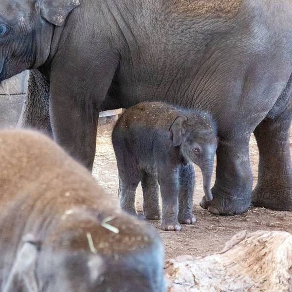 08.03.2025
Köln
Kölner Zoo stellt Nachwuchs bei den Elefanten vor.