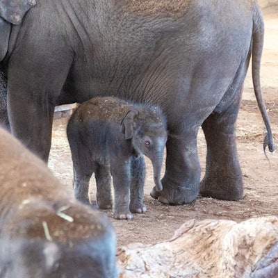 08.03.2025
Köln
Kölner Zoo stellt Nachwuchs bei den Elefanten vor.