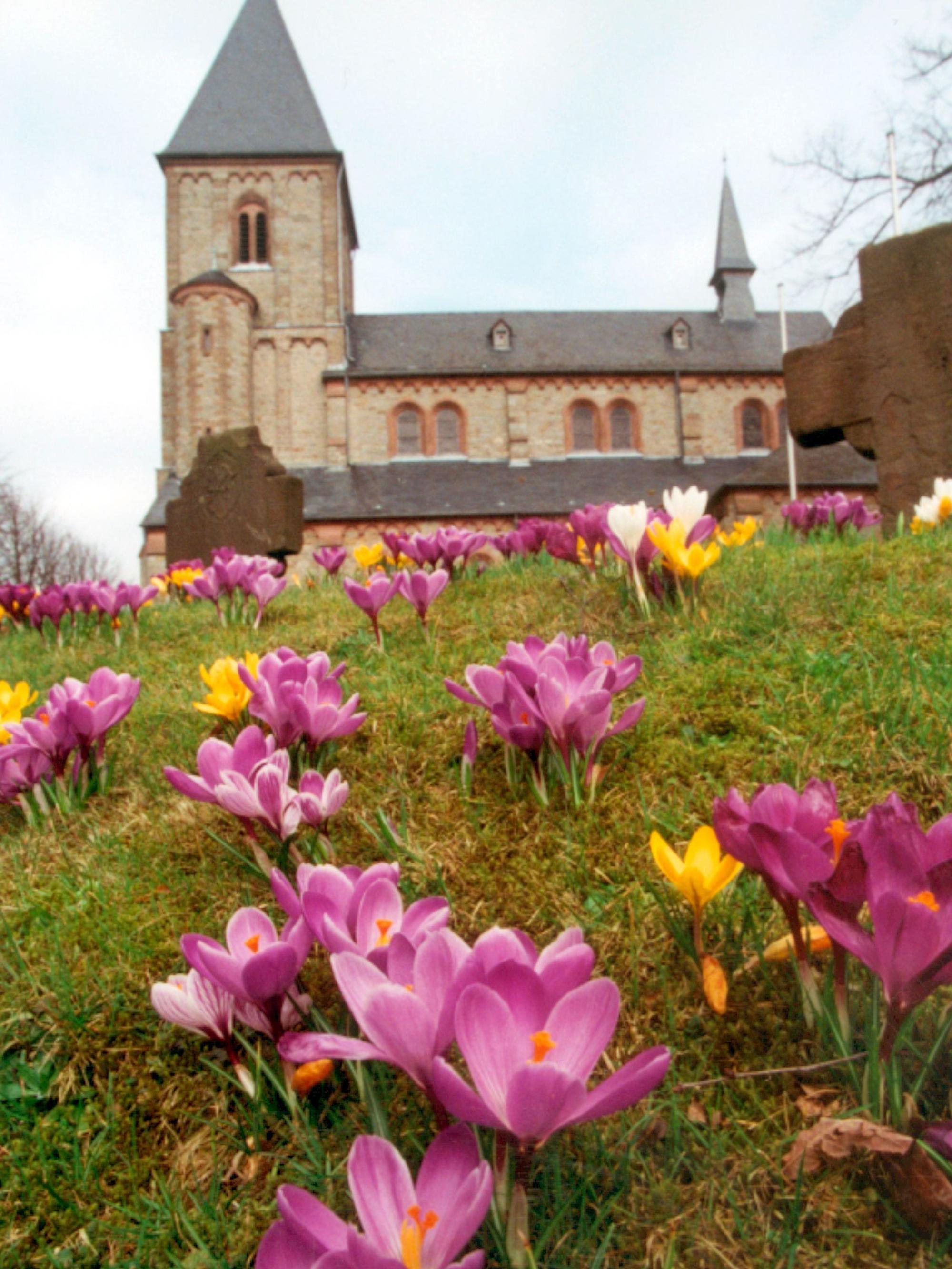 Krokusse blühen vor der Kirche St. Clemens in Wipperfeld.