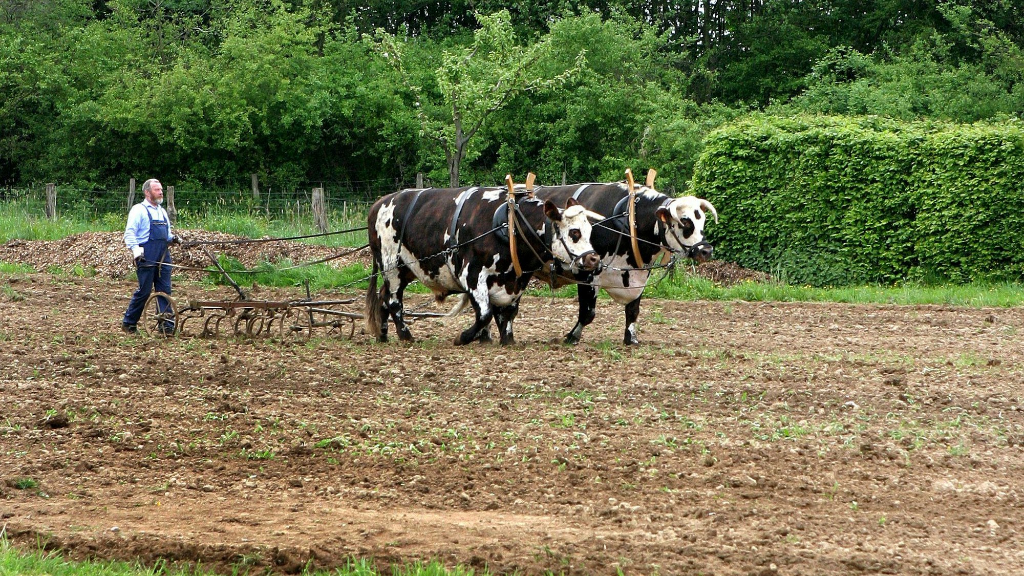 Ein Mann eggt mit einer von Ochsen gezogenen Egge.