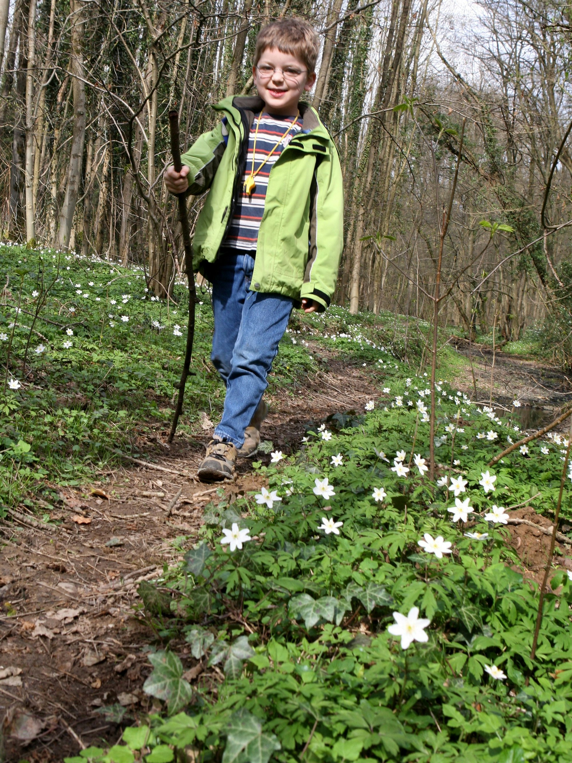 Ein Kind wandert auf einem Pfad zwischen Buschwindröschen im Dhünntal bei Altenberg.