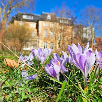 Vor der Villa Zanders in Bergisch Gladbach blühen Krokusse.
