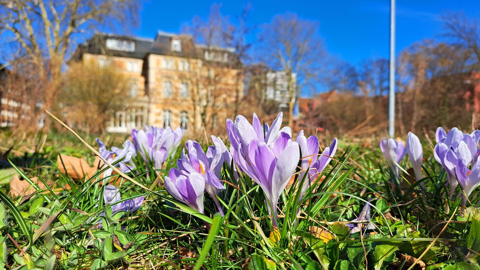 Krokusse blühen vor der Villa Zanders.