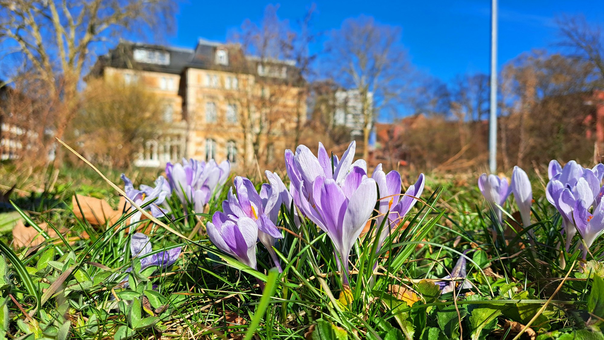 Vor der Villa Zanders in Bergisch Gladbach blühen Krokusse.