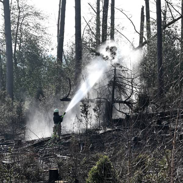 Eine rund 2000 Quadratmeter große Fläche stand im Königsforst auf Gladbacher Gebiet in Flammen.