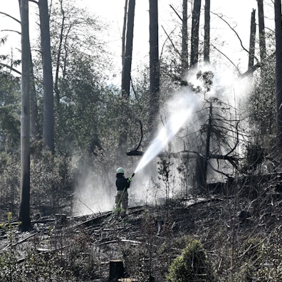 Eine rund 2000 Quadratmeter große Fläche stand im Königsforst auf Gladbacher Gebiet in Flammen.