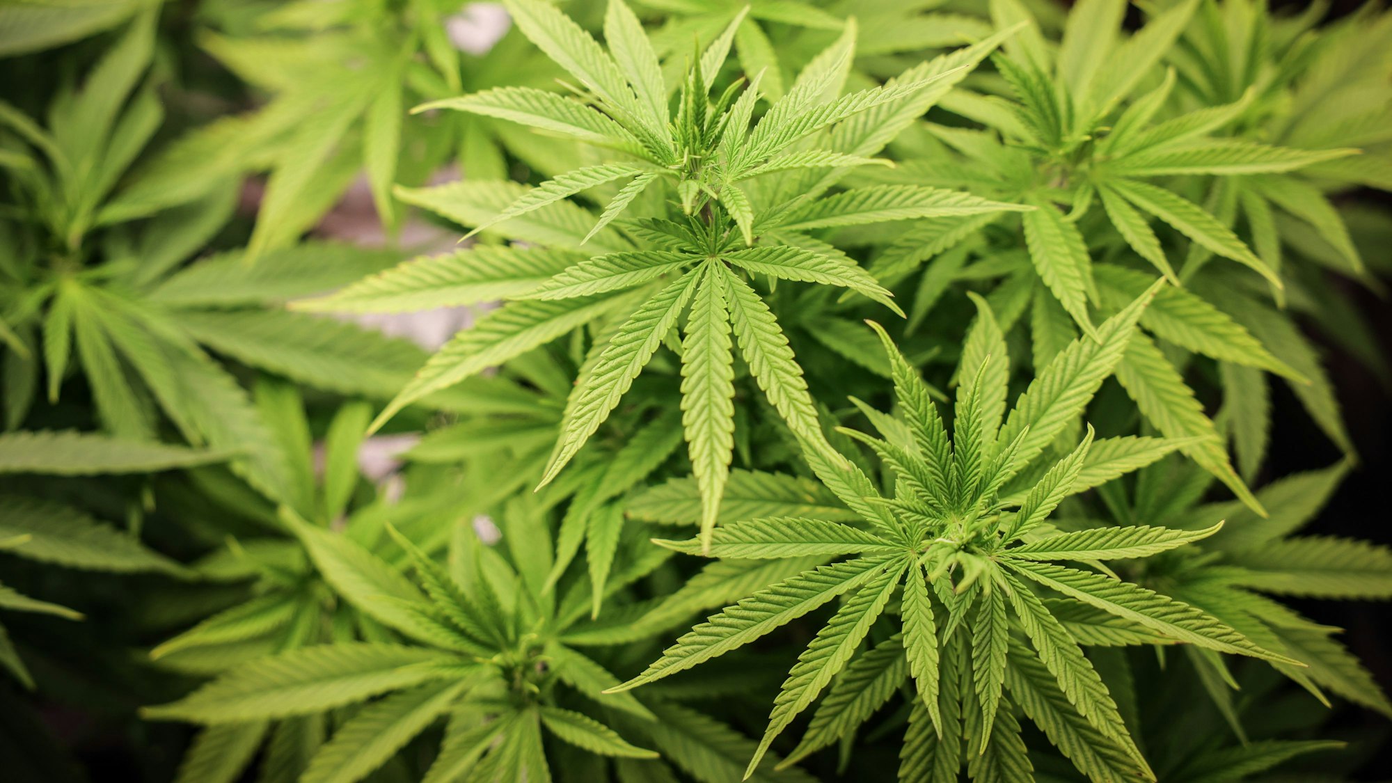 Cannabispflanzen in ihrer Wachstumsphase stehen unter künstlicher Beleuchtung in einem Privatraum.