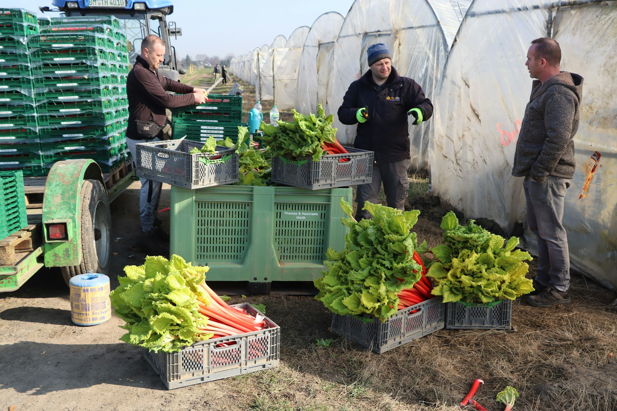 Das Bild zeigt Landwirte beim Ernten des Rhababers, den sie in Kisten verstauen.