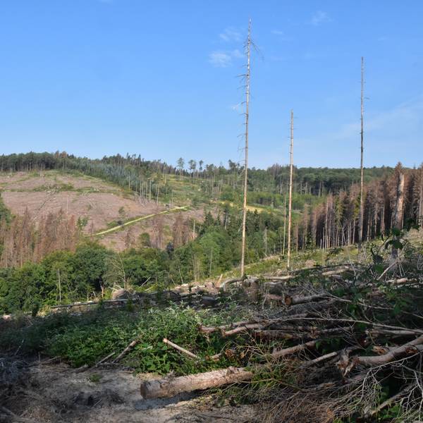 Kahle, kranke Bäume auf einer früheren Waldfläche