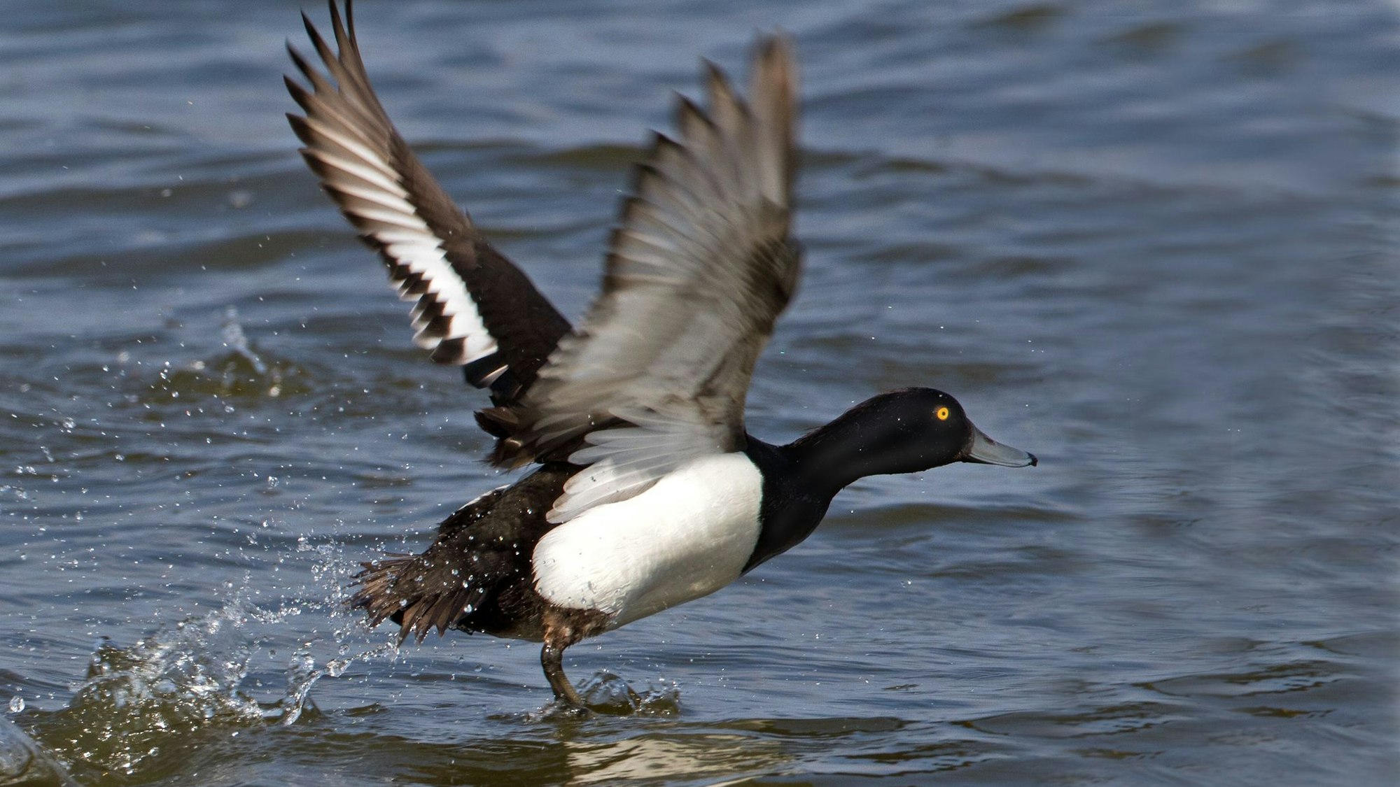Eine Reiherente startet