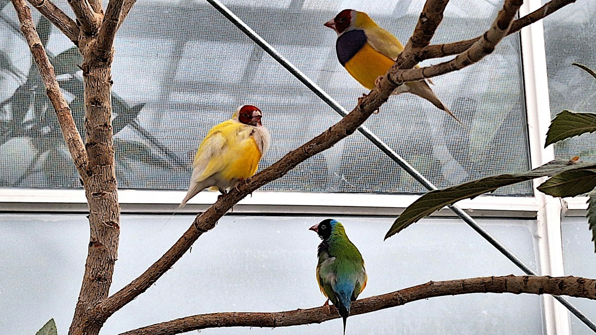 Drei Gouldamadine, Vögel mit einem bunten Gefieder, sitzen im Eifalia Schmetterlingsgarten bei Blankenheim auf Ästen.