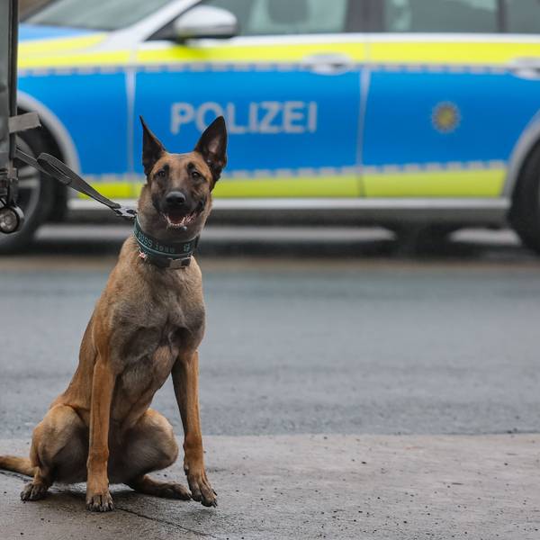Ein Polizeihund wartet auf seinen Einsatz als Spürhund während einer Kontrolle auf einem Parkplatz.