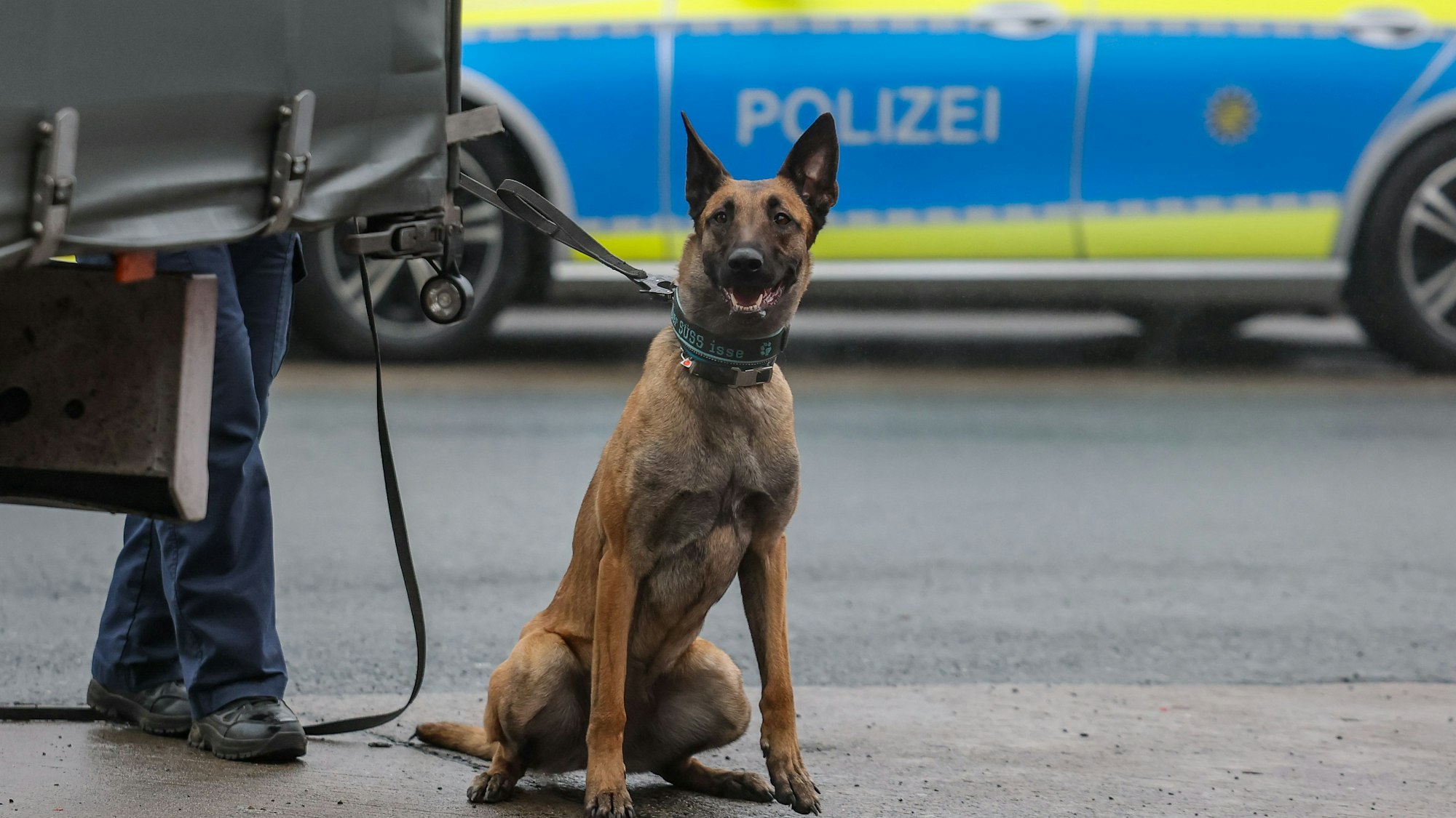 Ein Polizeihund wartet auf seinen Einsatz als Spürhund während einer Kontrolle auf einem Parkplatz.