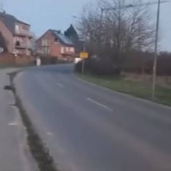 Ein mutmaßlicher Wolf steht an der Ortsgrenze zu Kaarst-Vorst.