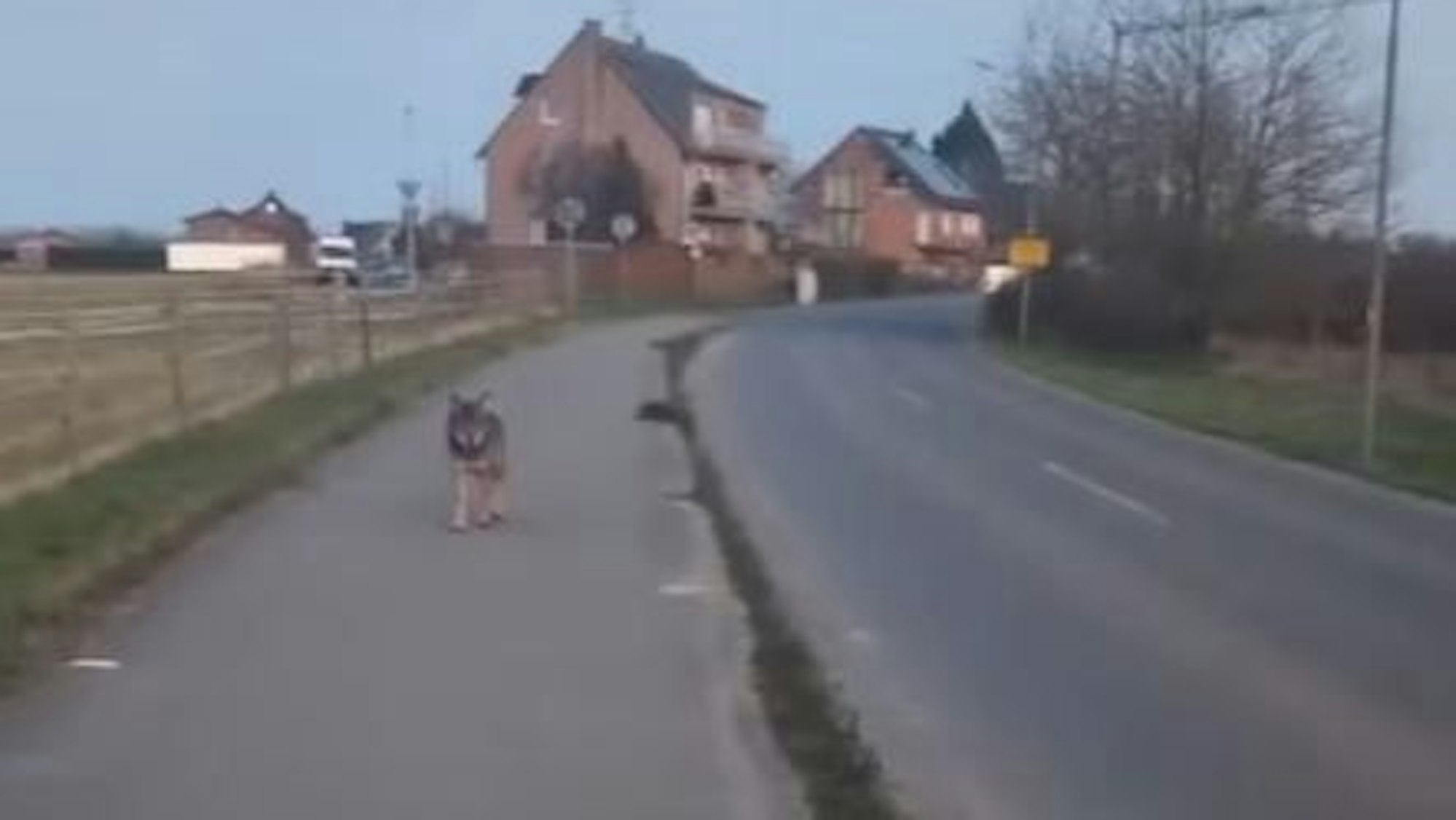 Ein mutmaßlicher Wolf steht an der Ortsgrenze zu Kaarst-Vorst.
