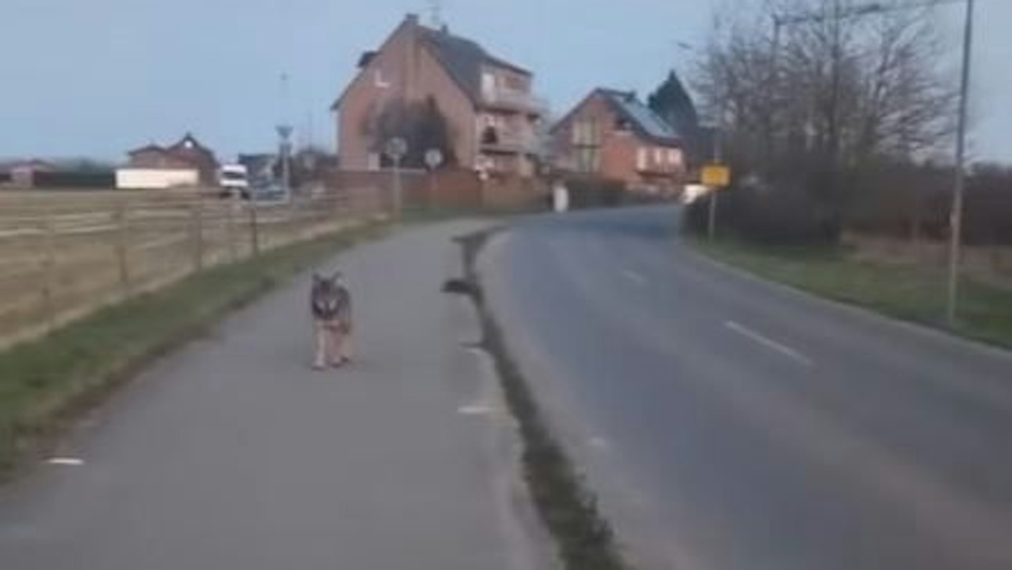 Ein mutmaßlicher Wolf steht an der Ortsgrenze zu Kaarst-Vorst.