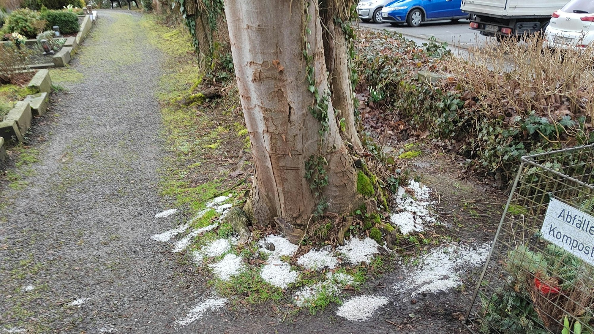 Salz liegt haufenweise rund um einen Baumstamm auf dem Liedlarer Friedhof verteilt.