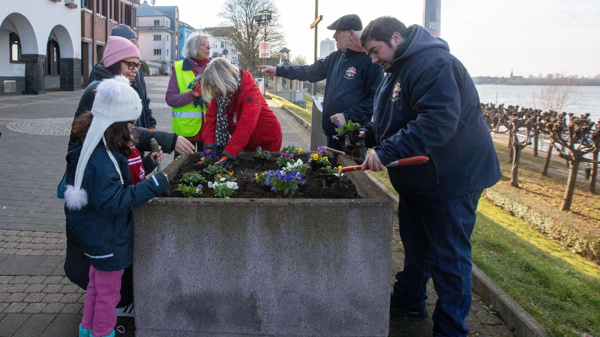 Gemeinsam bepflanzt haben Mitglieder des Bürgervereins Porz-Mitte und der KG Porzer Stadtgarde die Blumenkübel am Friedrich-Ebert-Ufer.