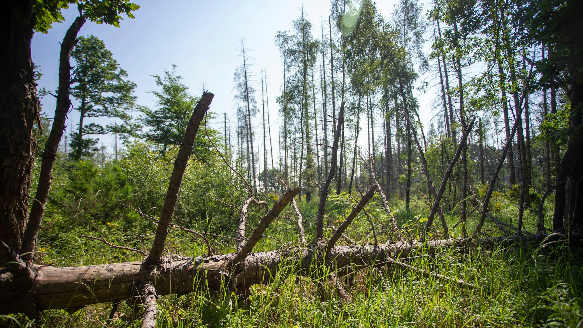 Ein Wald bei Kall im Naturpark Eifel