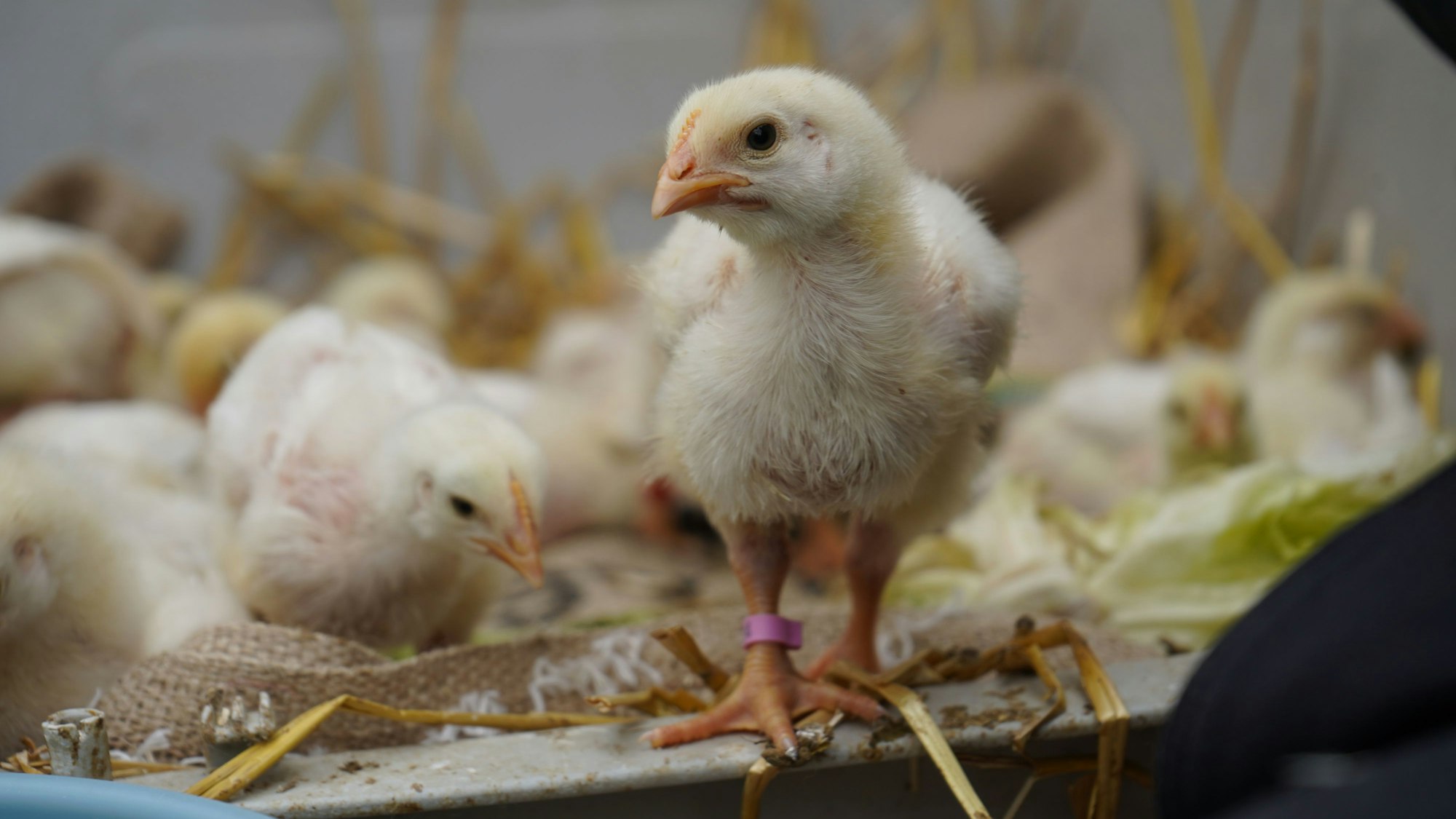 Das Foto zeigt mehrere Hühnerküken.