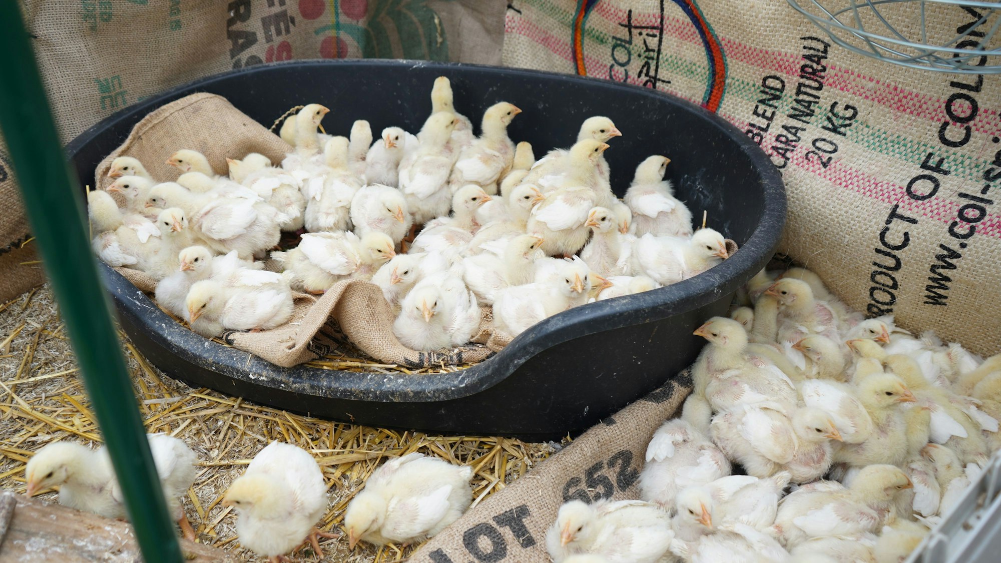 Das Foto zeigt viele Küken in einer Voliere.