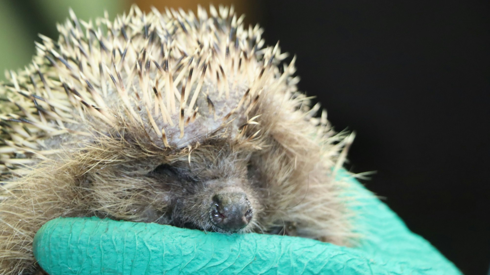 Das Foto zeigt einen Igel.