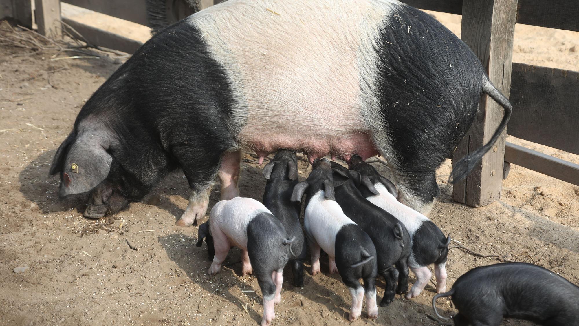 Ferkel tummeln sich an den Zitzen ihrer Mutter