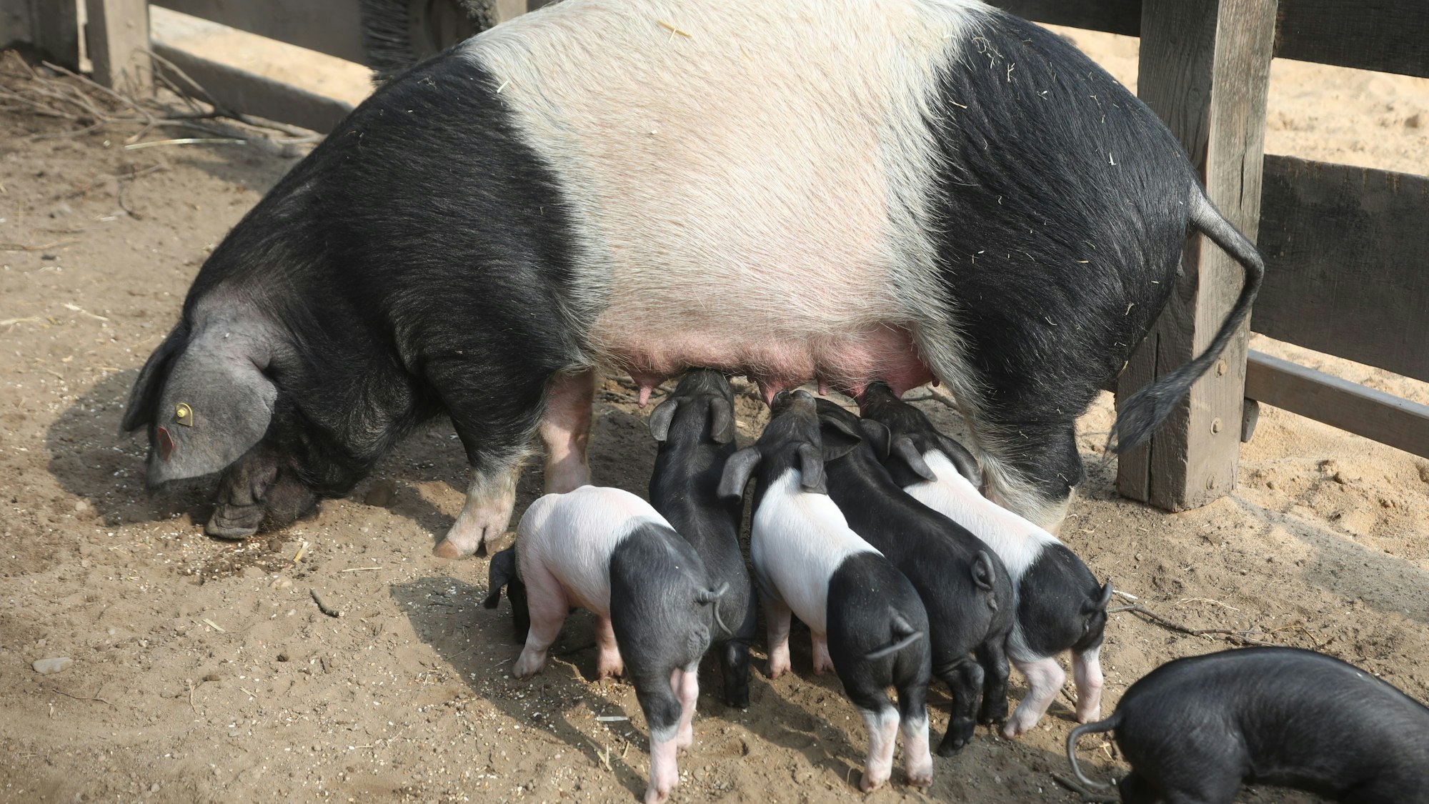 Ferkel tummeln sich an den Zitzen ihrer Mutter