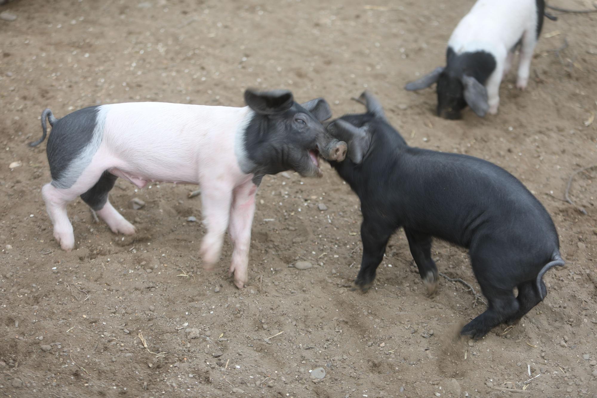 Ferkel spielen miteinander