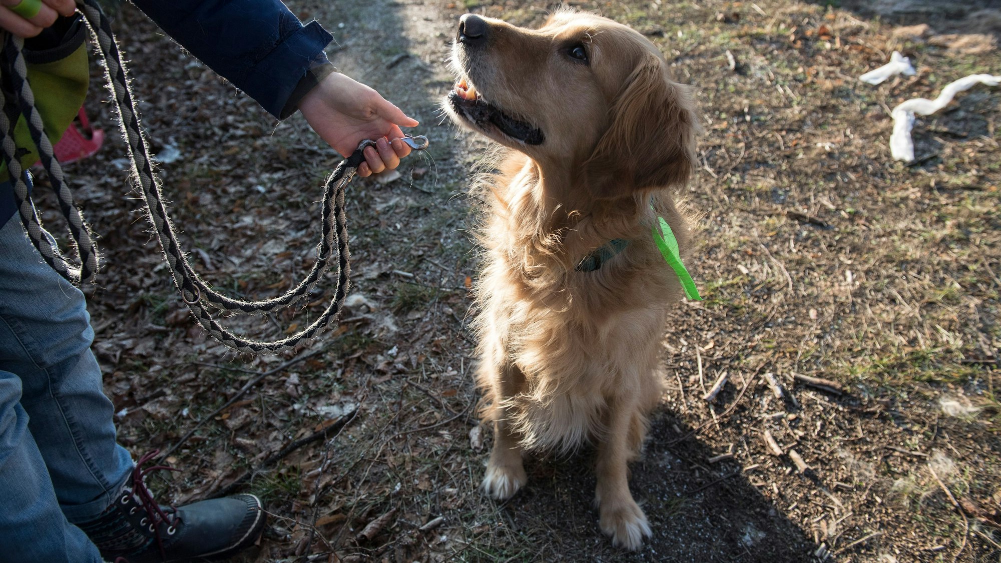 Ein Hund wird an die Leine genommen.