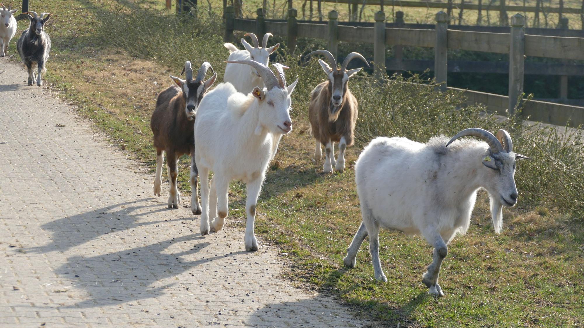 Das Besondere an dem Hof der Tara Tierhilfe ist, dass die meisten Tiere frei herumlaufen: wie diese braunen und weißen Ziegen.