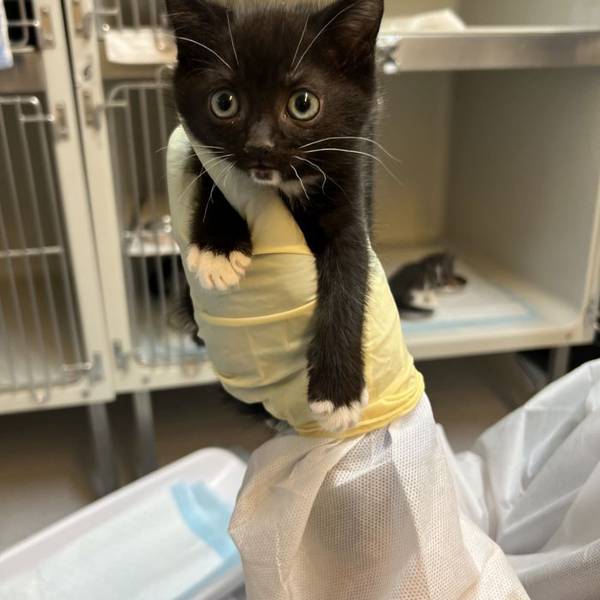Eine schwarzes Katzenbaby