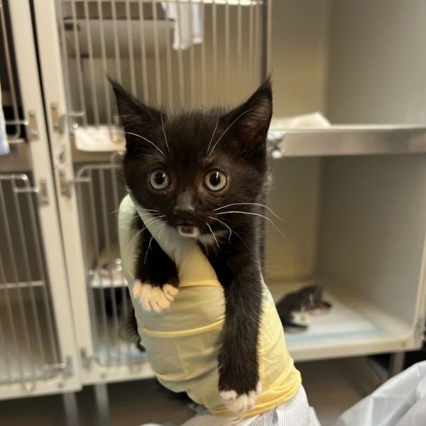 Eine schwarzes Katzenbaby