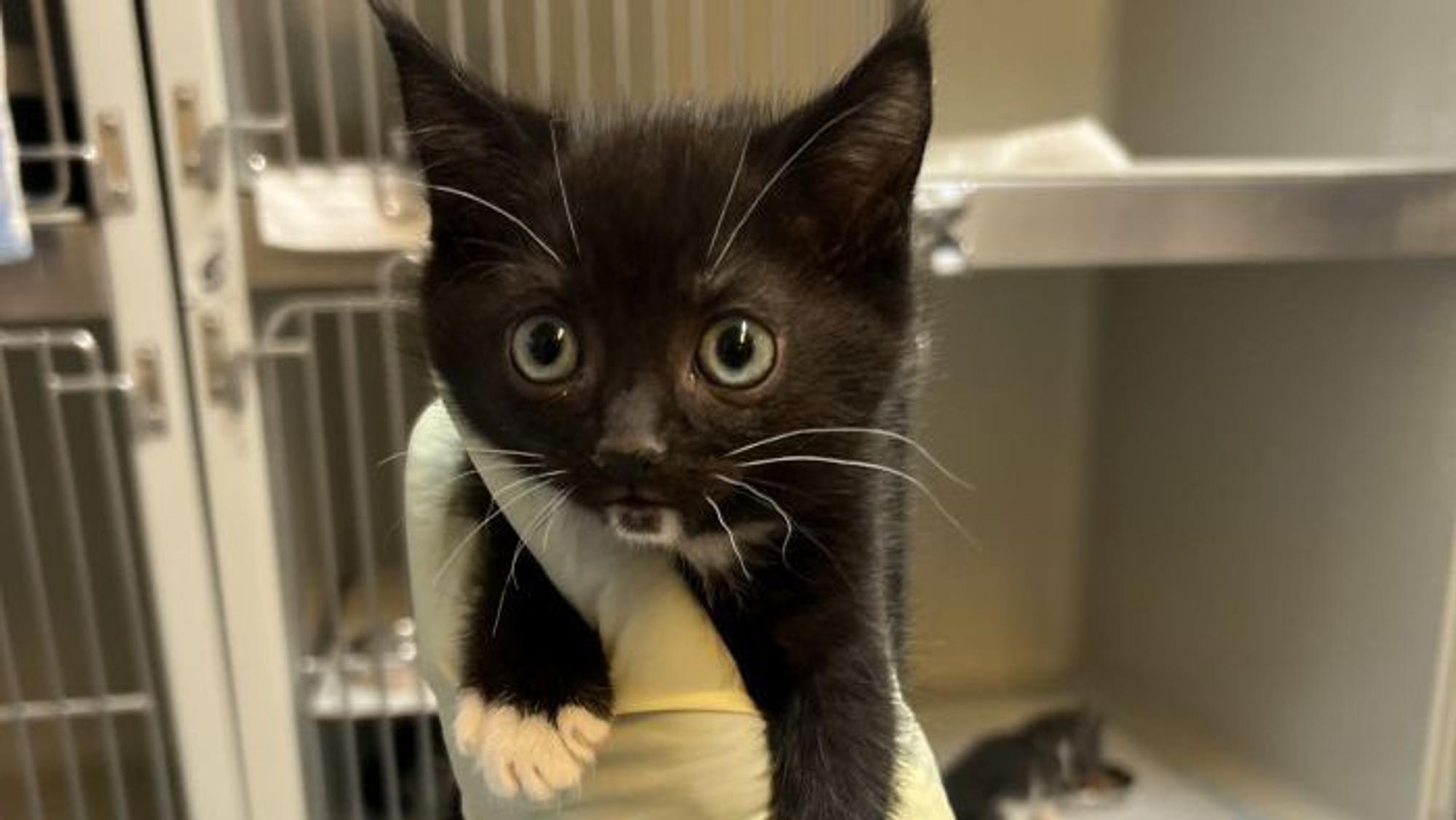 Eine schwarzes Katzenbaby