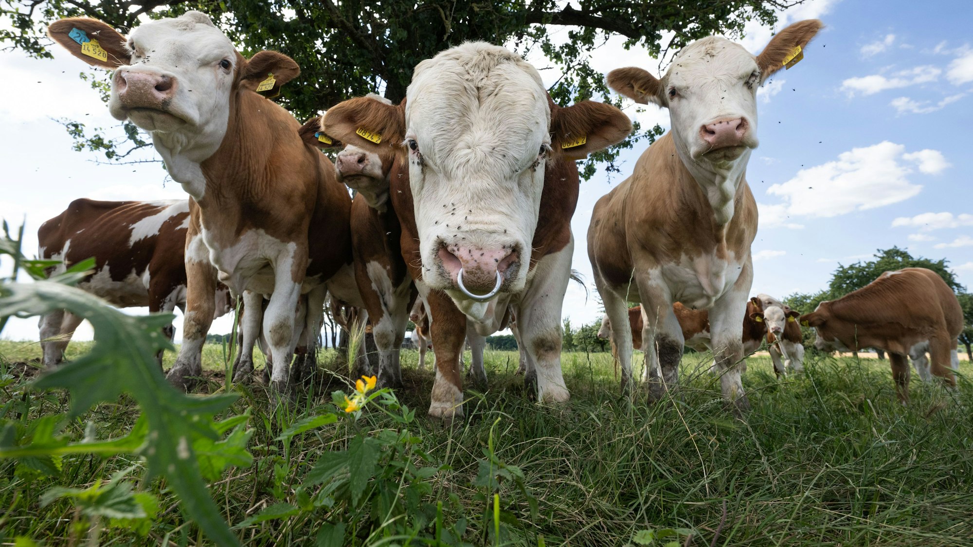ARCHIV - 24.06.2024, Hessen, Nieder Erlenbach: Kühe, Kälbchen und ein Bulle stehen auf einer Weide.