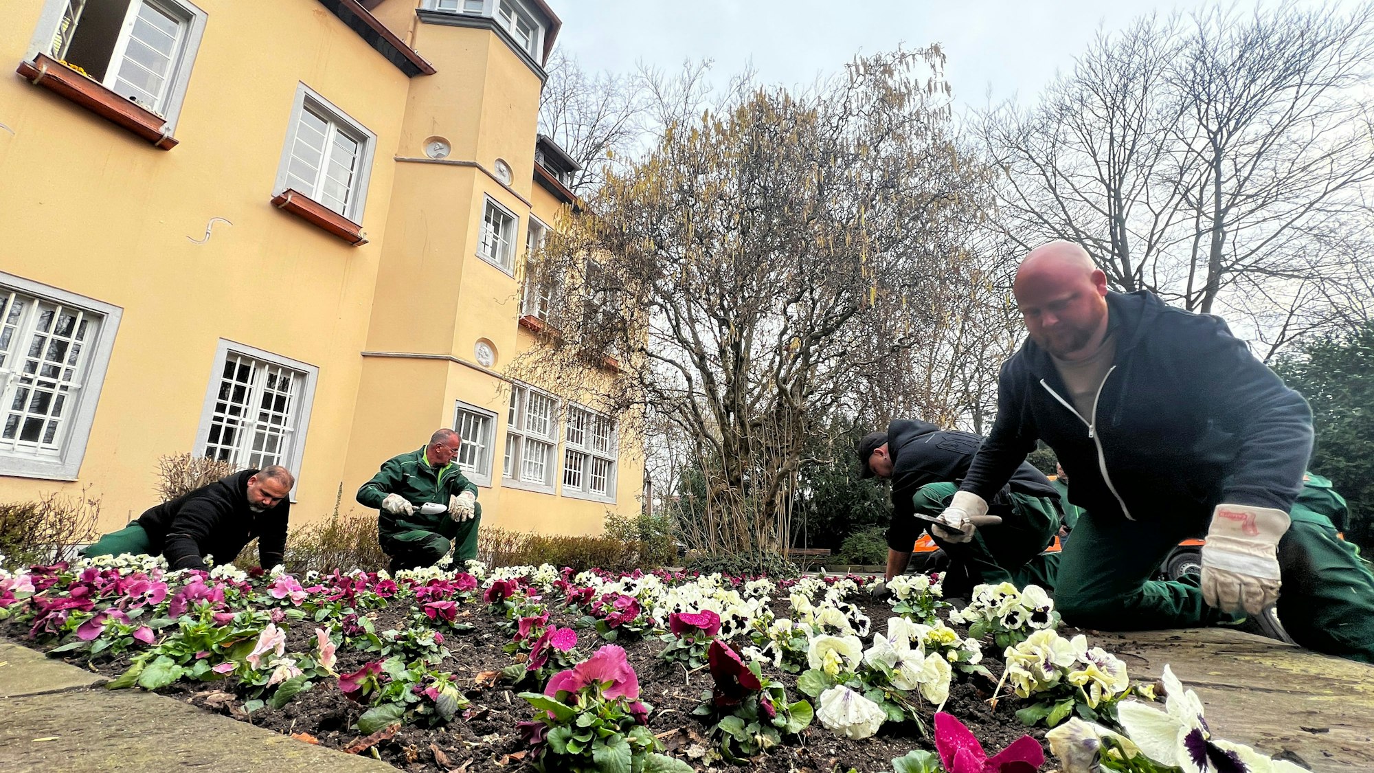 Zum letzten mal pflanzt das Grünflächenamt Stiefmütterchen. Foto: Ralf Krieger