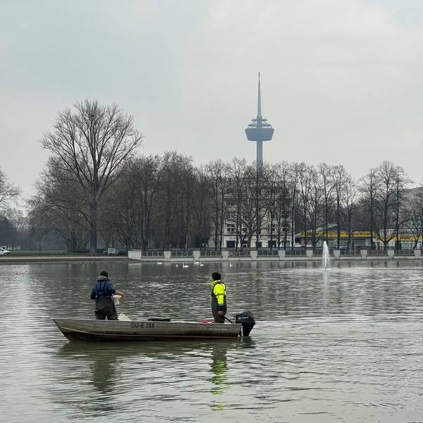 Der Fischbestand im Aachener Weiher ist zu hoch, vor allem viele große Karpfen stören das ökologische Gleichgewicht. Zur Verbesserung der Wasserqualität führen die Stadtentwässerungsbetriebe StEB Köln am 13. und 14. März eine Befischung mit Netzen durch, um die Fische schonend in geeignetere Gewässer umzusetzen
ACHTUNG: Das Foto darf nur in Zusammenhang mit dieser Pressemitteilung verwendet werden. Eine Archivierung ist nicht gestattet