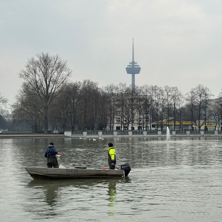 Der Fischbestand im Aachener Weiher ist zu hoch, vor allem viele große Karpfen stören das ökologische Gleichgewicht. Zur Verbesserung der Wasserqualität führen die Stadtentwässerungsbetriebe StEB Köln am 13. und 14. März eine Befischung mit Netzen durch, um die Fische schonend in geeignetere Gewässer umzusetzen
ACHTUNG: Das Foto darf nur in Zusammenhang mit dieser Pressemitteilung verwendet werden. Eine Archivierung ist nicht gestattet
