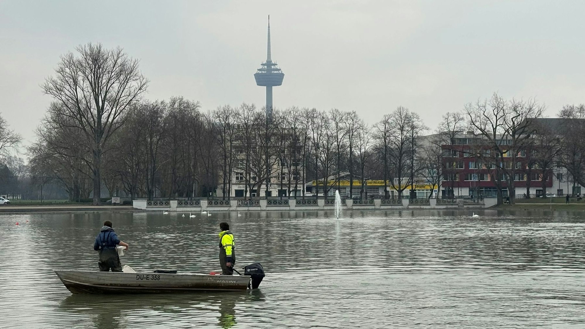 Der Fischbestand im Aachener Weiher ist zu hoch, vor allem viele große Karpfen stören das ökologische Gleichgewicht. Zur Verbesserung der Wasserqualität führen die Stadtentwässerungsbetriebe StEB Köln am 13. und 14. März eine Befischung mit Netzen durch, um die Fische schonend in geeignetere Gewässer umzusetzen
ACHTUNG: Das Foto darf nur in Zusammenhang mit dieser Pressemitteilung verwendet werden. Eine Archivierung ist nicht gestattet