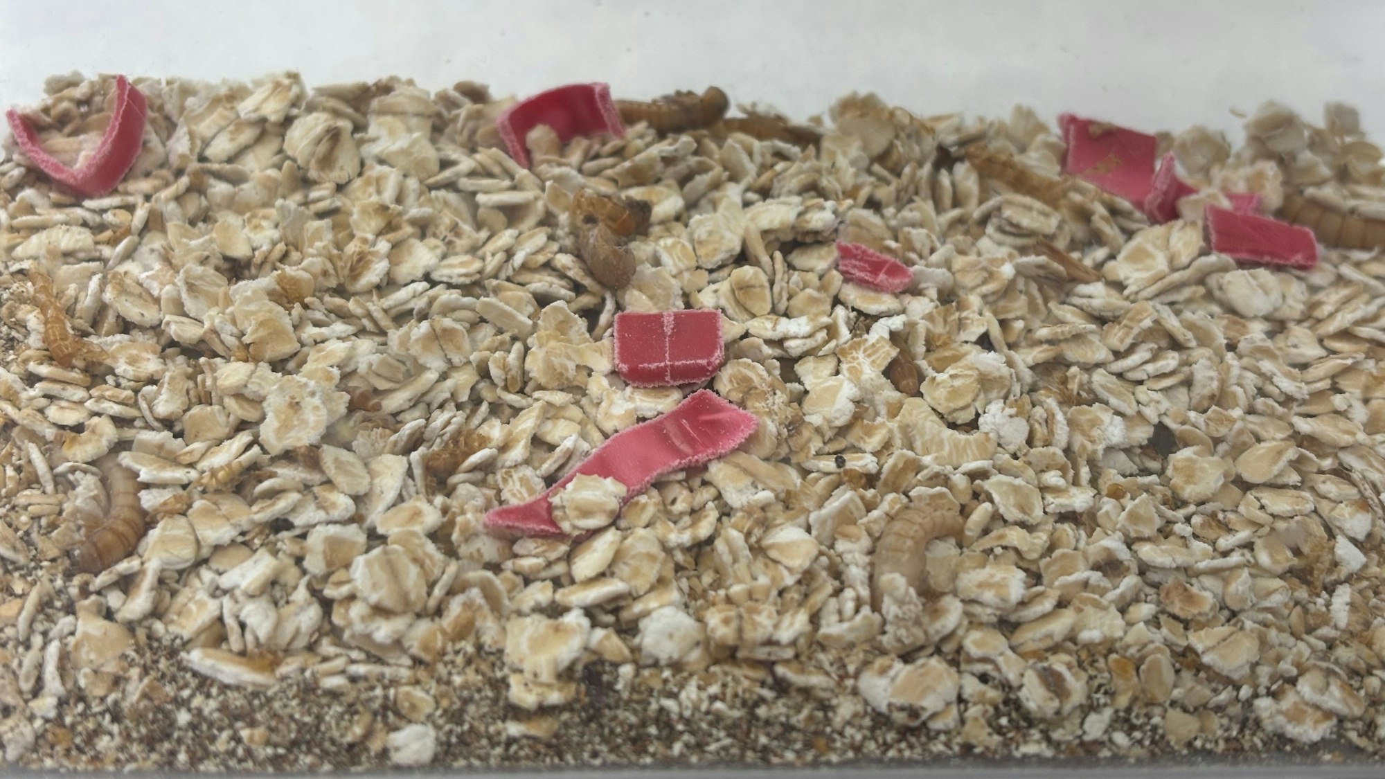 Nahaufnahme auf Haferflocken, Kunststoffstücke und Mehlwurmlarven