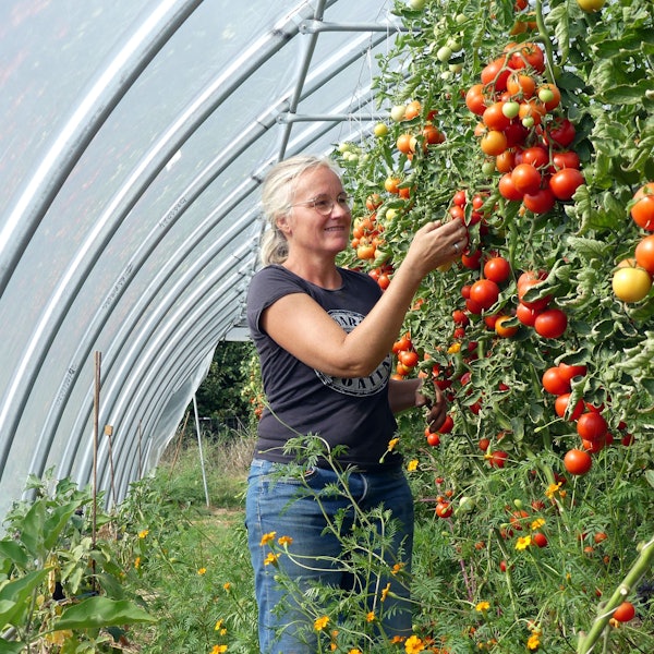 Das Foto zeigt die Unternehmensgründerin in einem Gewächshaus bei der Ernte von Tomaten.