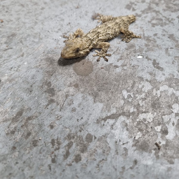 Mitarbeiter der Gaffel-Brauerei hat einen südamerikanischen Gecko gefunden