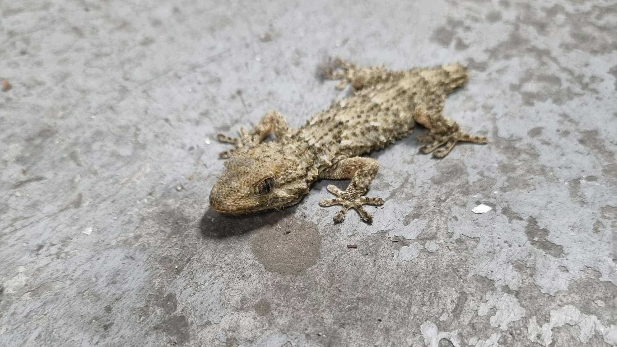 Mitarbeiter der Gaffel-Brauerei hat einen südamerikanischen Gecko gefunden