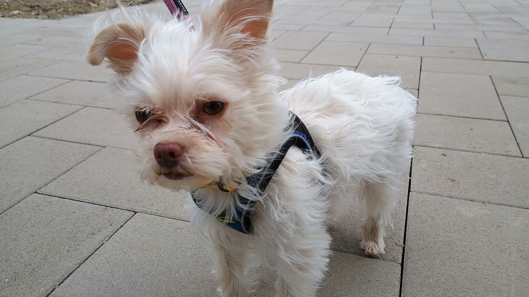 Zu sehen ist ein kleiner weißer Hund.