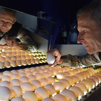 Ein Mann prüft per Durchleuchtung eine Palette mit Hühnereiern.