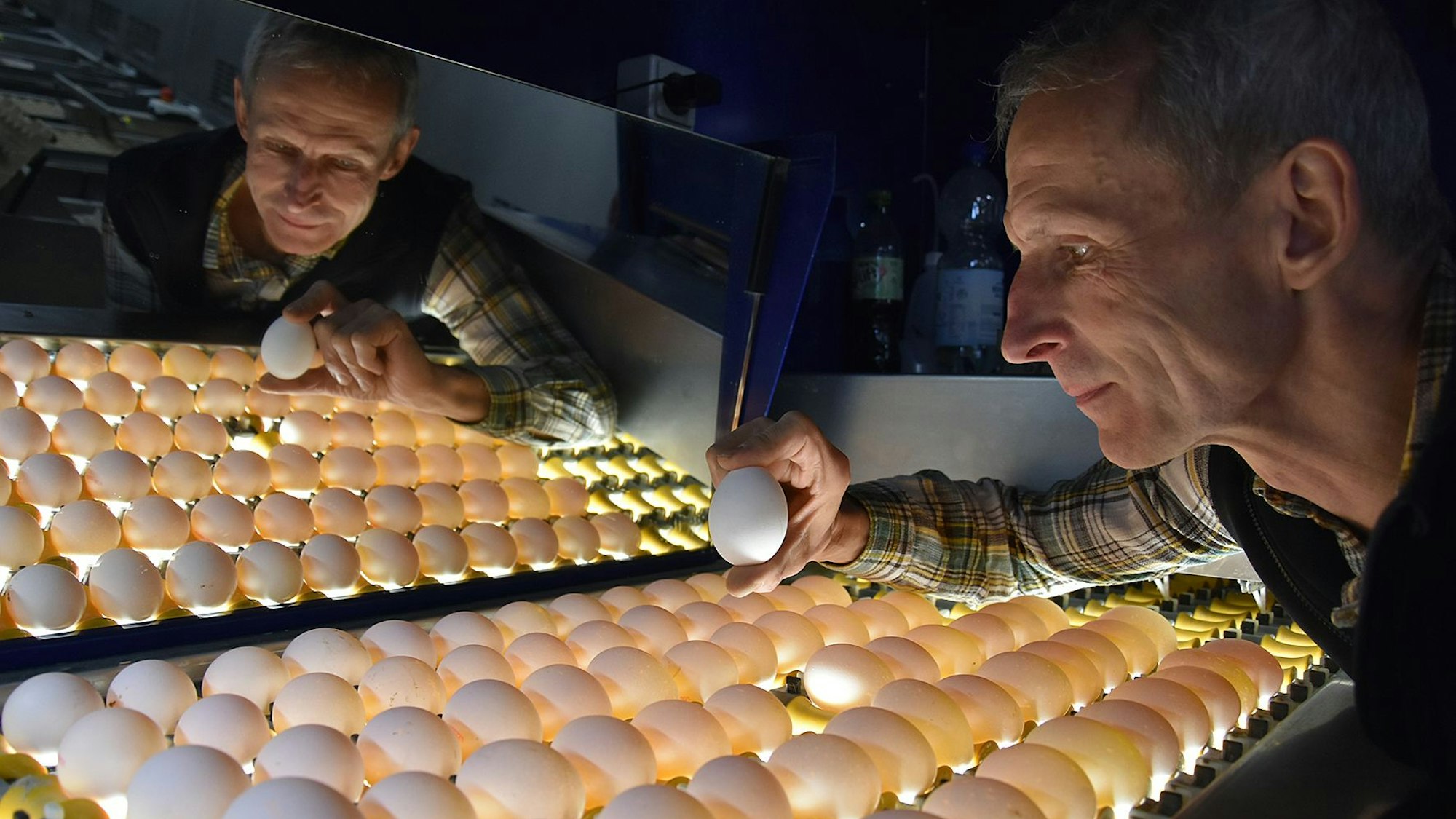 Ein Mann prüft per Durchleuchtung eine Palette mit Hühnereiern.